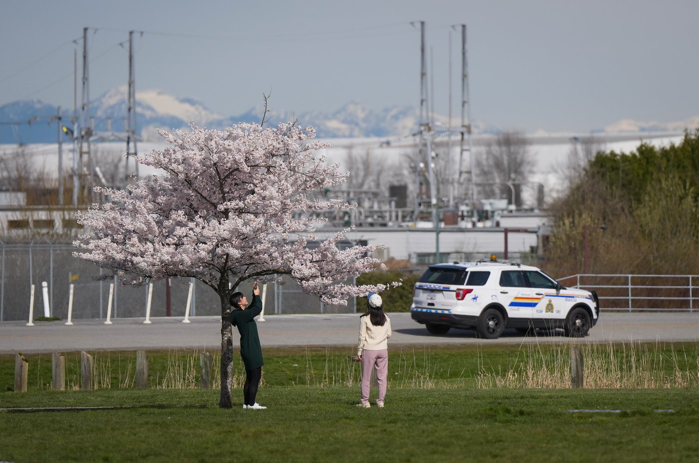 The hazards of cherry blossom crowds prompt warnings from police in Richmond, B.C. | iNFOnews.ca The hazards of cherry blossom crowds prompt warnings from police in Richmond, B.C. | iNFOnews.ca