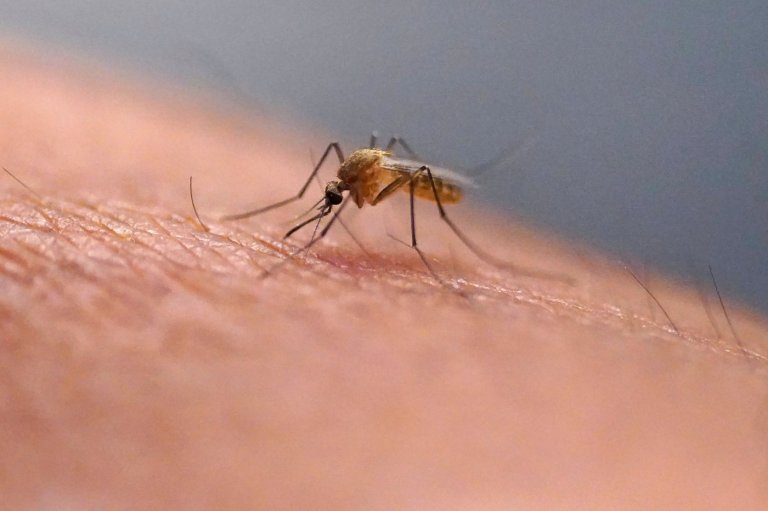 Scratching that bug bite might feel good at first but science explains why it's a bad idea | iNFOnews.ca