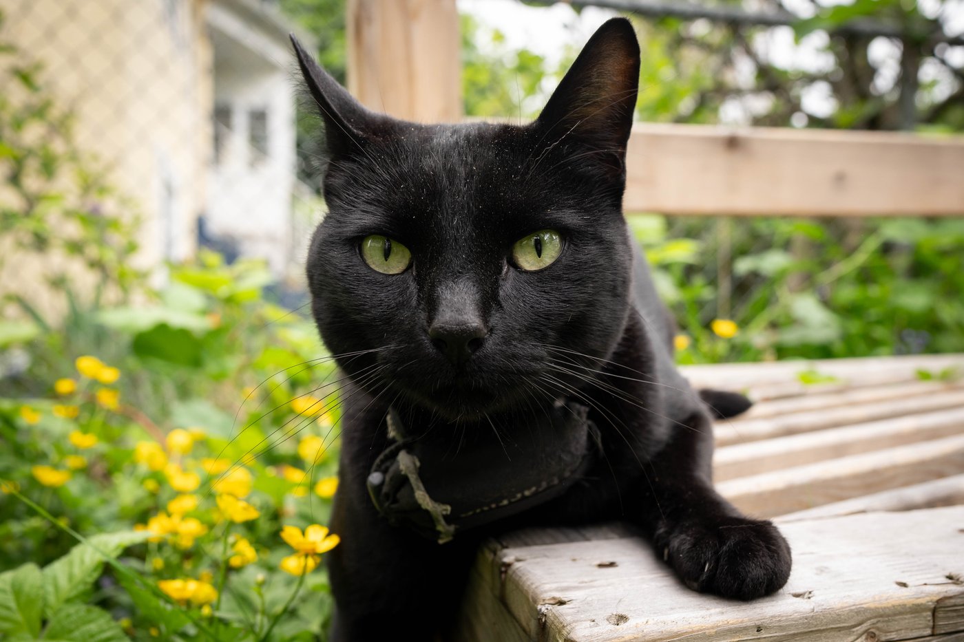 'Team Nigel' rallies behind East Vancouver cat after complaint about feline folk hero | iNFOnews.ca