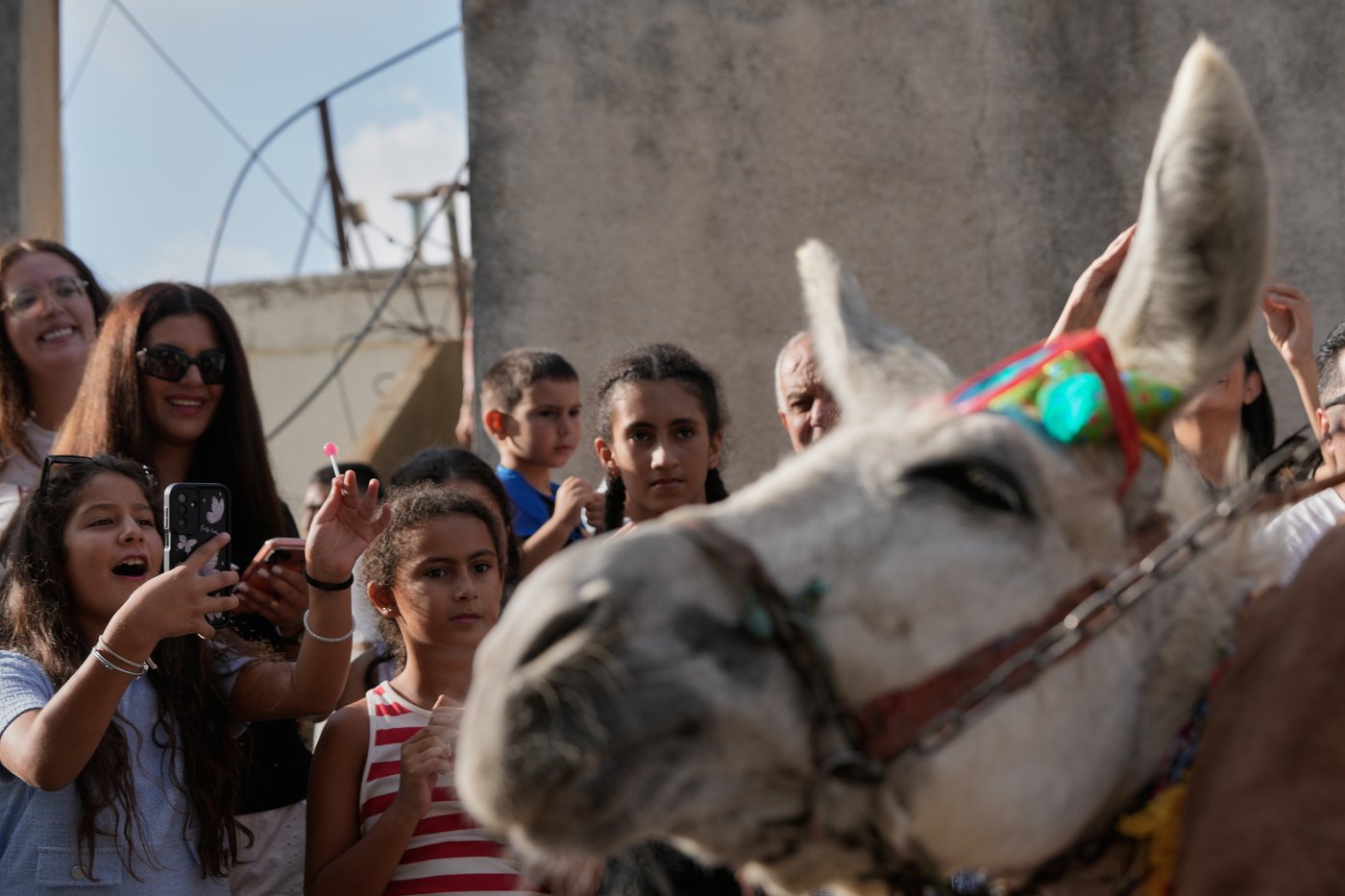 Donkeys don bows and sunglasses for a summer race in southern Lebanon, in photos | iNFOnews.ca