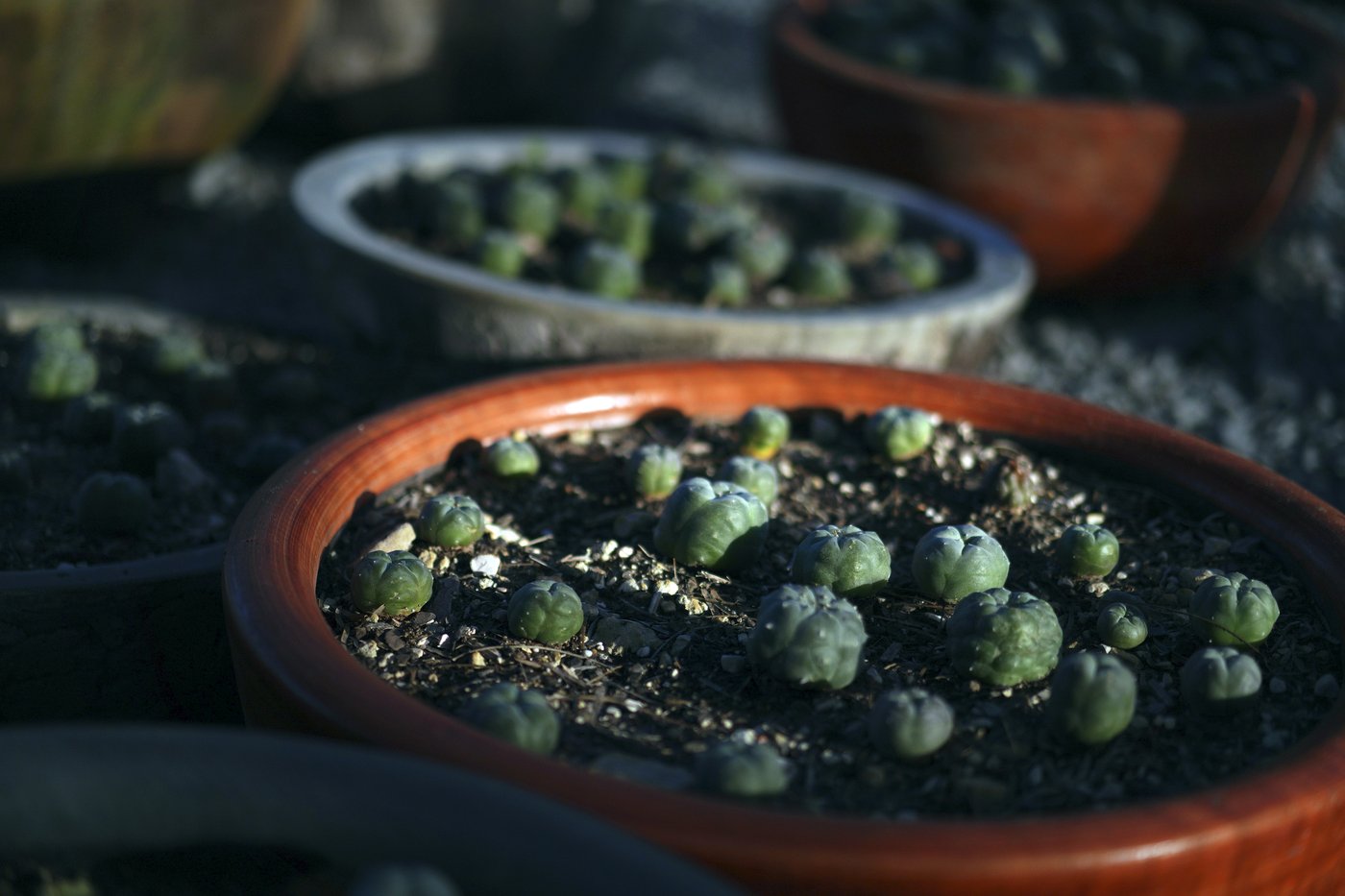Peyote sacred to Native Americans threatened by psychedelic renaissance and development | iNFOnews.ca