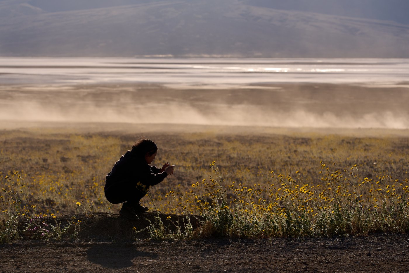 Wildflowers are blooming in the driest place in North America - but not for long | iNFOnews.ca