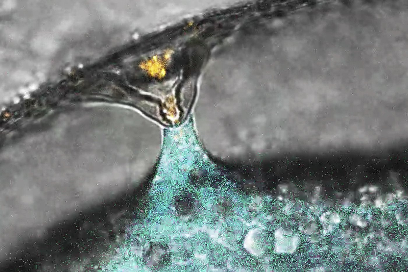 Scientists show how sperm and egg come together like a key in a lock | iNFOnews.ca Scientists show how sperm and egg come together like a key in a lock | iNFOnews.ca