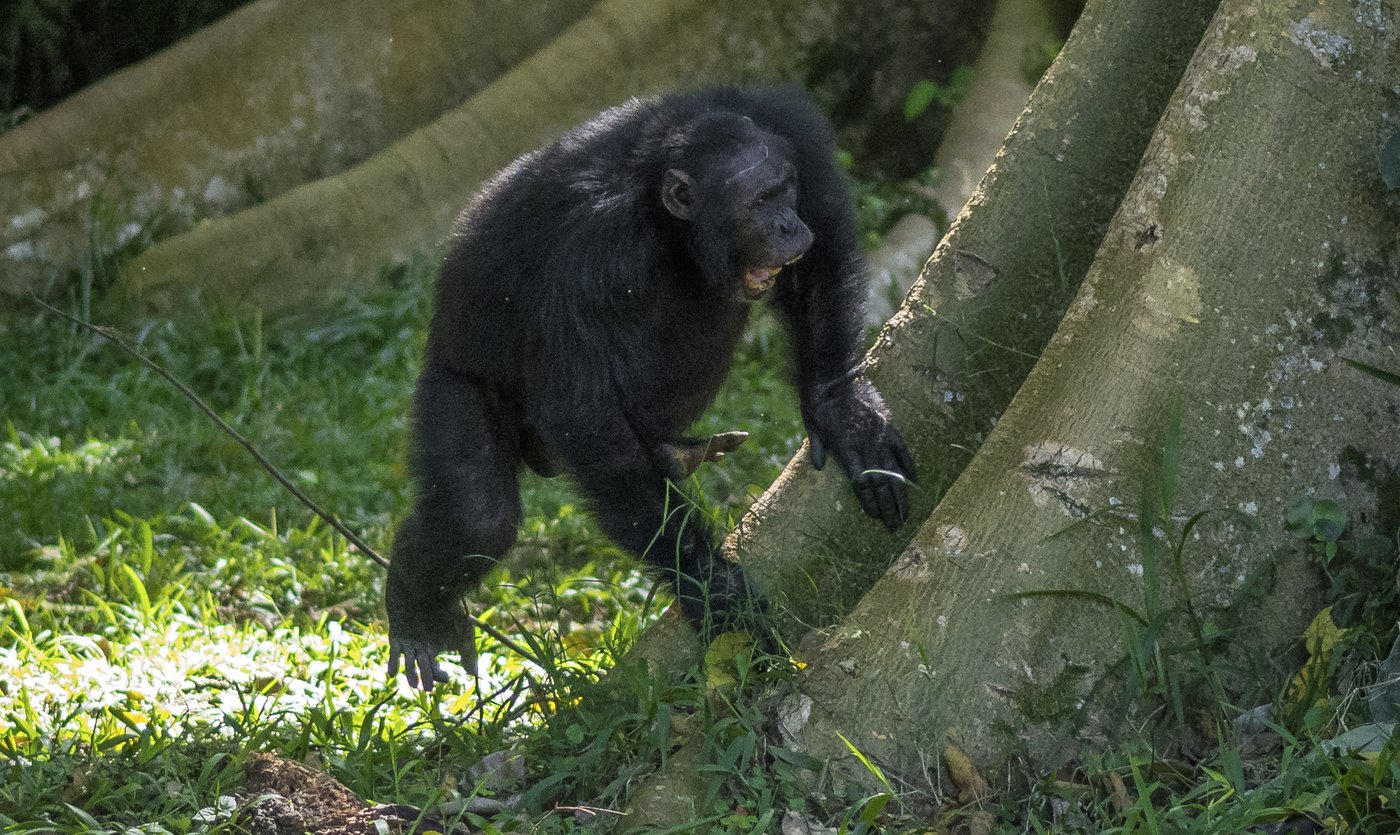 Chimpanzees drum with regular rhythm when they beat on tree trunks, a form of ancient communication | iNFOnews.ca