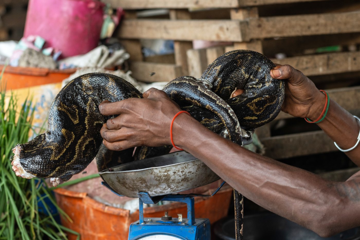 As Ebola scourges Congo, experts warn of link to eating wild animals | iNFOnews.ca As Ebola scourges Congo, experts warn of link to eating wild animals | iNFOnews.ca