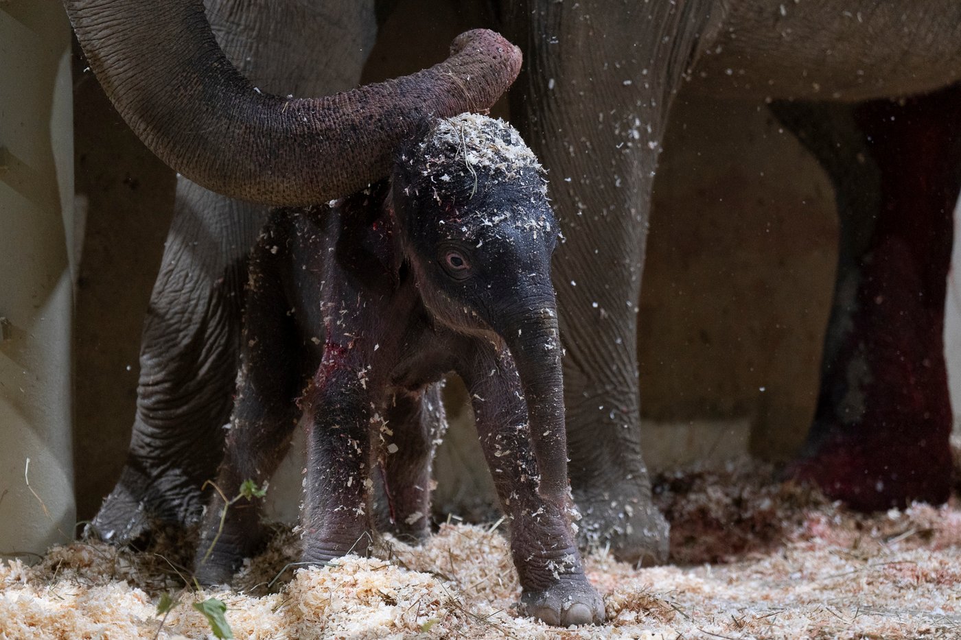 Columbus Zoo welcomes 2nd Asian elephant calf this year | iNFOnews.ca Columbus Zoo welcomes 2nd Asian elephant calf this year | iNFOnews.ca