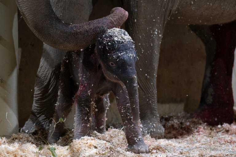 Columbus Zoo welcomes second Asian elephant calf this year | iNFOnews.ca