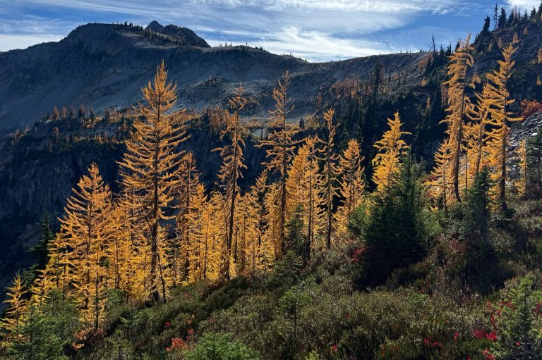 Agriculture secretary says agency is “full-bore ahead” on Forest Service reorganization | iNFOnews.ca
