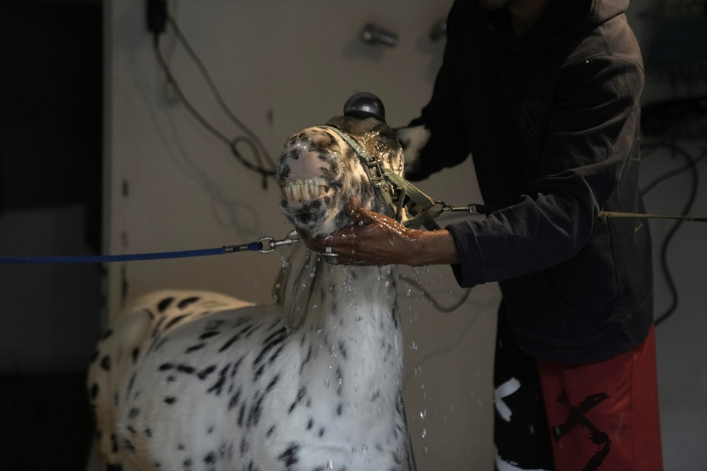 Greece's only miniature therapy horses bring joy to many, but their charity is struggling | iNFOnews.ca