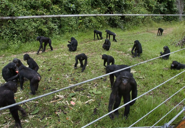 A rare sanctuary in Congo looks after baby bonobos away from poaching threat | iNFOnews.ca