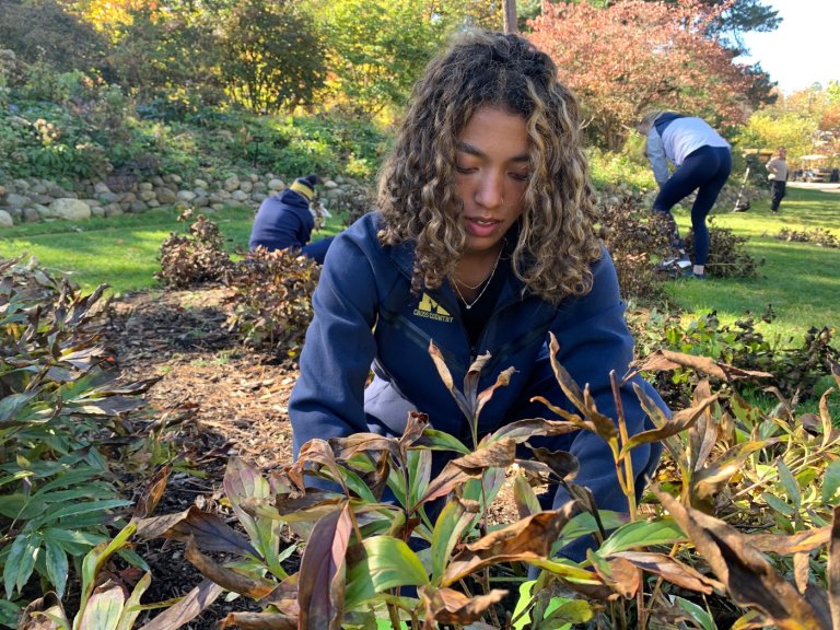 University of Michigan runners blitz campus peony garden, preparing hundreds of plants for winter | iNFOnews.ca