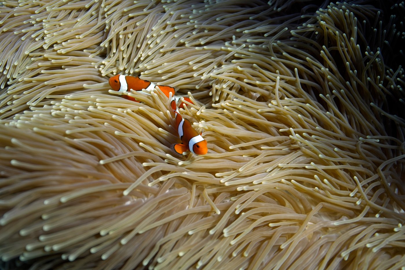Almost all coral reef ecosystems face risk of collapse in 50 years, study warns | iNFOnews.ca