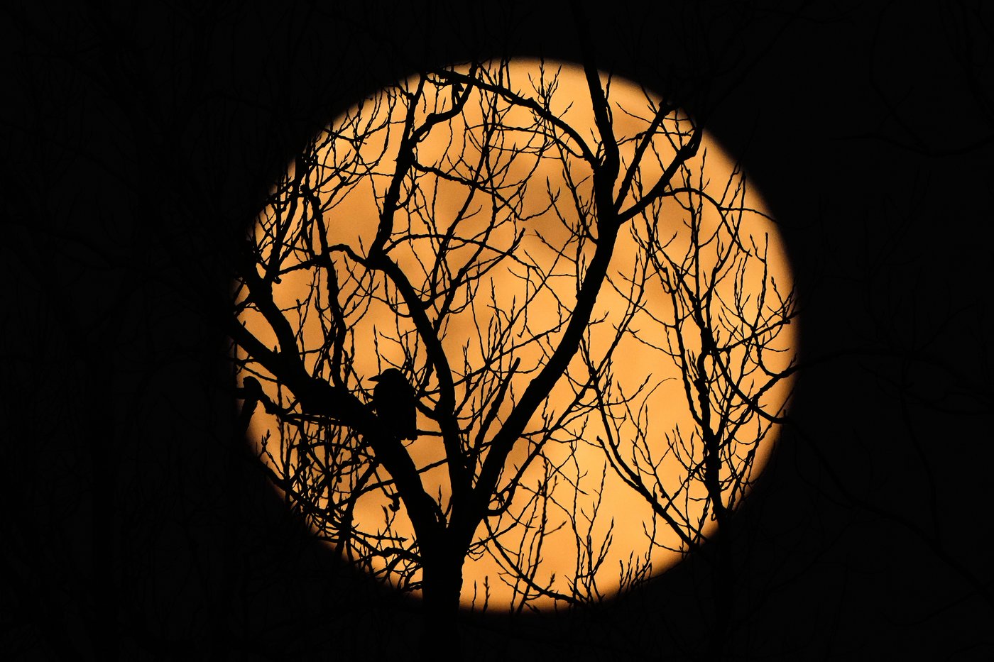 Photos show the last supermoon of the year shining in December skies | iNFOnews.ca