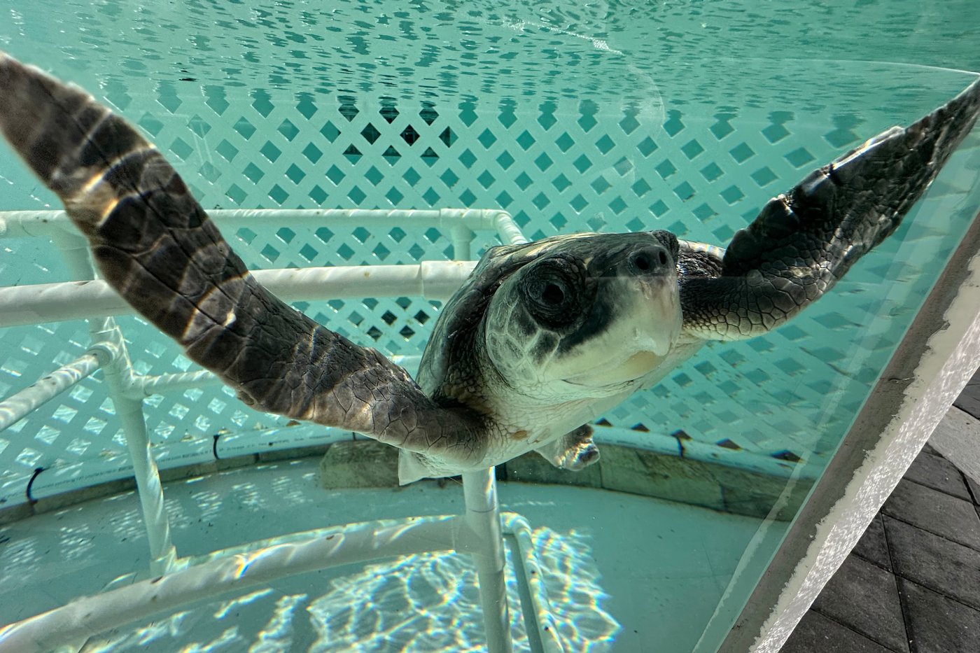 24 endangered sea turtles recovering in Florida after cold stunning off Cape Cod | iNFOnews.ca