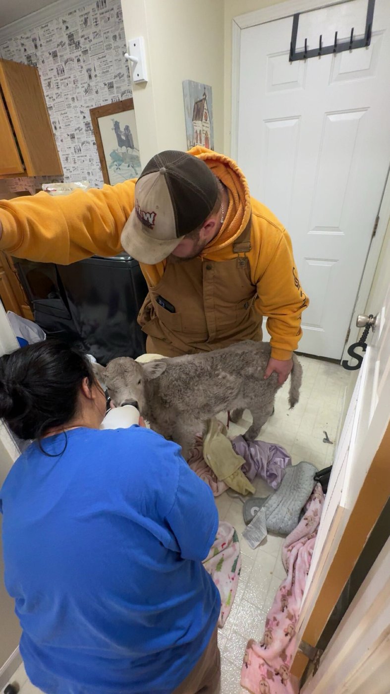 Newborn calf struggling in deep freeze brought indoors to curl up on couch | iNFOnews.ca Newborn calf struggling in deep freeze brought indoors to curl up on couch | iNFOnews.ca