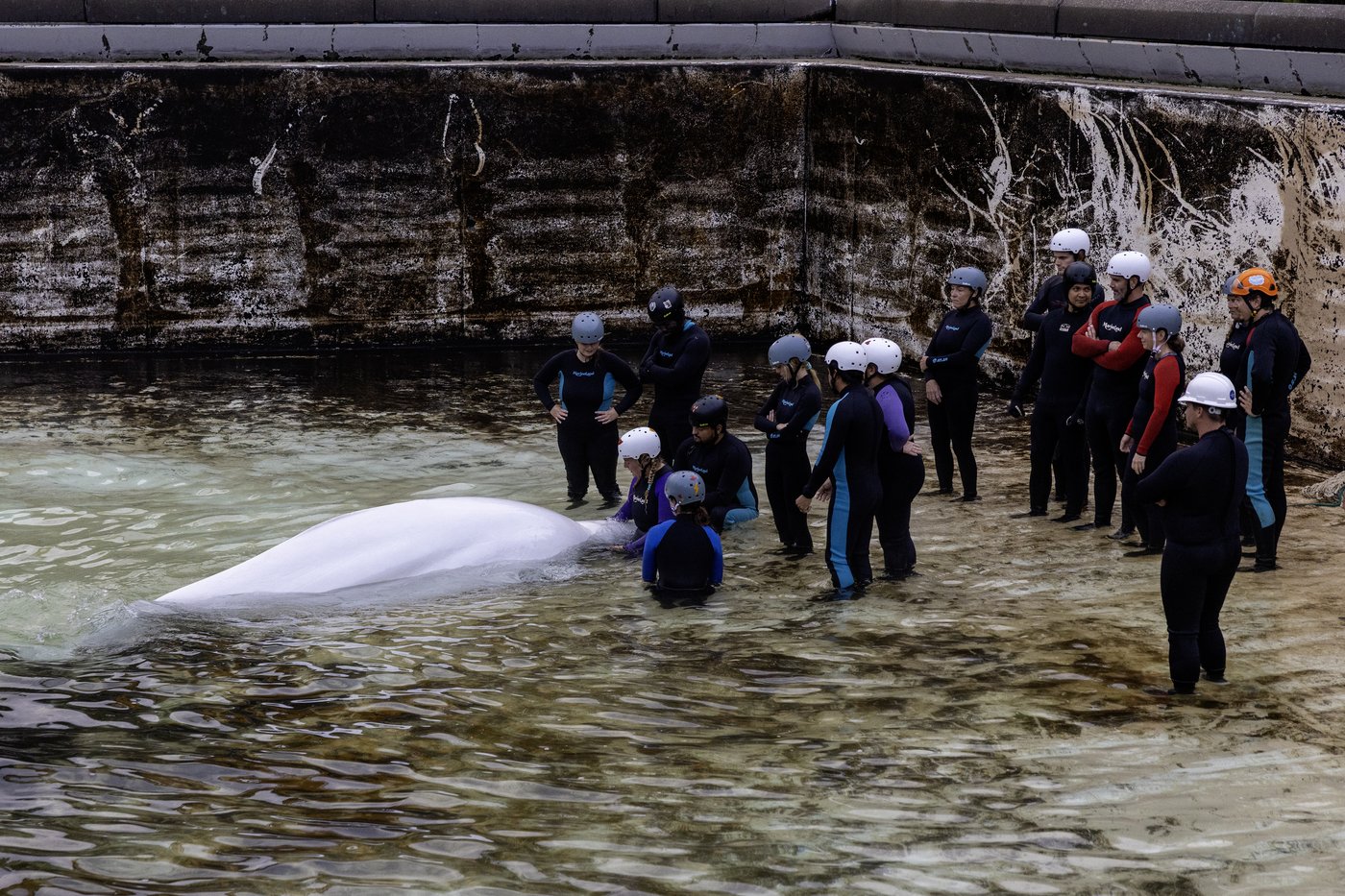 'Bittersweet': Canada's last captive whales leave Marineland for U.S. aquariums | iNFOnews.ca 'Bittersweet': Canada's last captive whales leave Marineland for U.S. aquariums | iNFOnews.ca