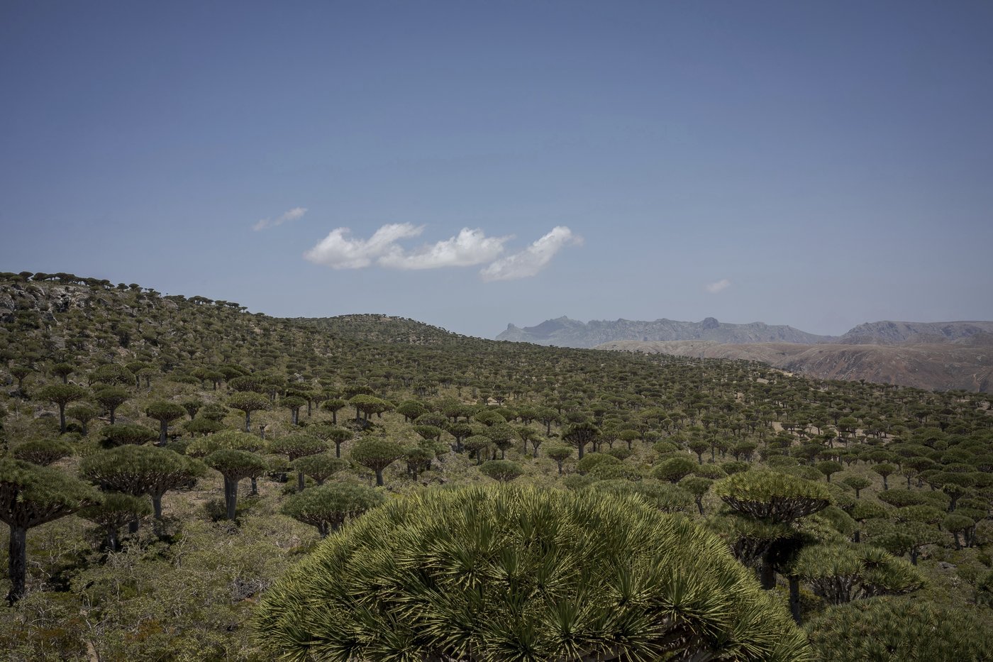 These surreal trees survived for centuries. Scientists worry for their future | iNFOnews.ca These surreal trees survived for centuries. Scientists worry for their future | iNFOnews.ca