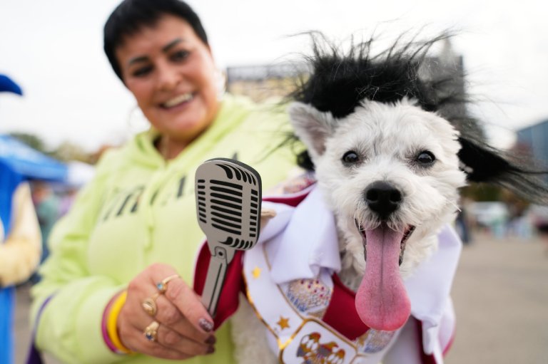 Dozens of costumed canines get their chance to trick-or-treating at Howloween event in Michigan | iNFOnews.ca