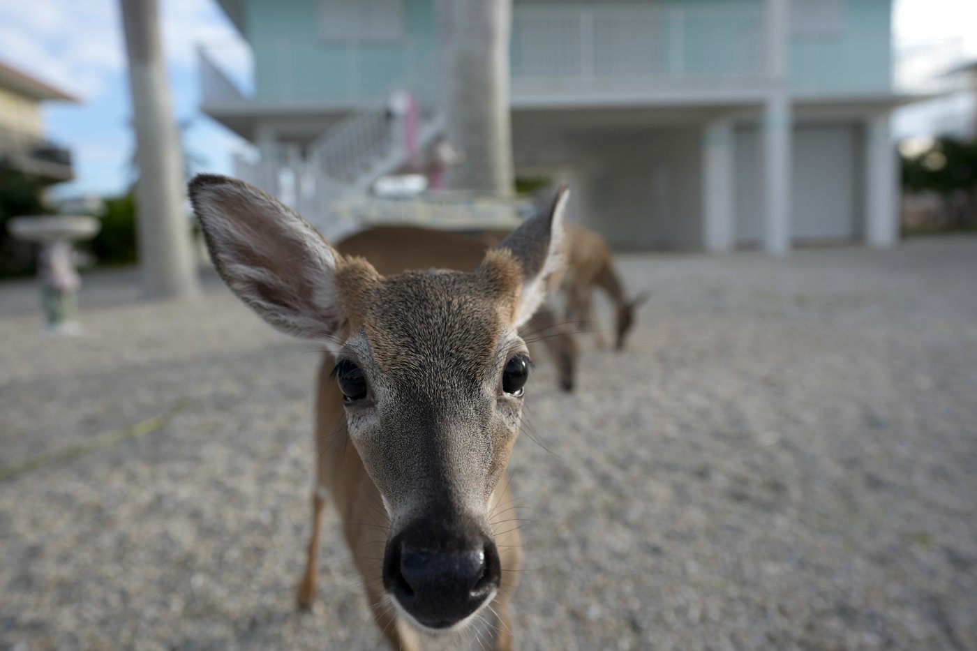 Florida’s iconic Key deer face an uncertain future as seas rise | iNFOnews.ca