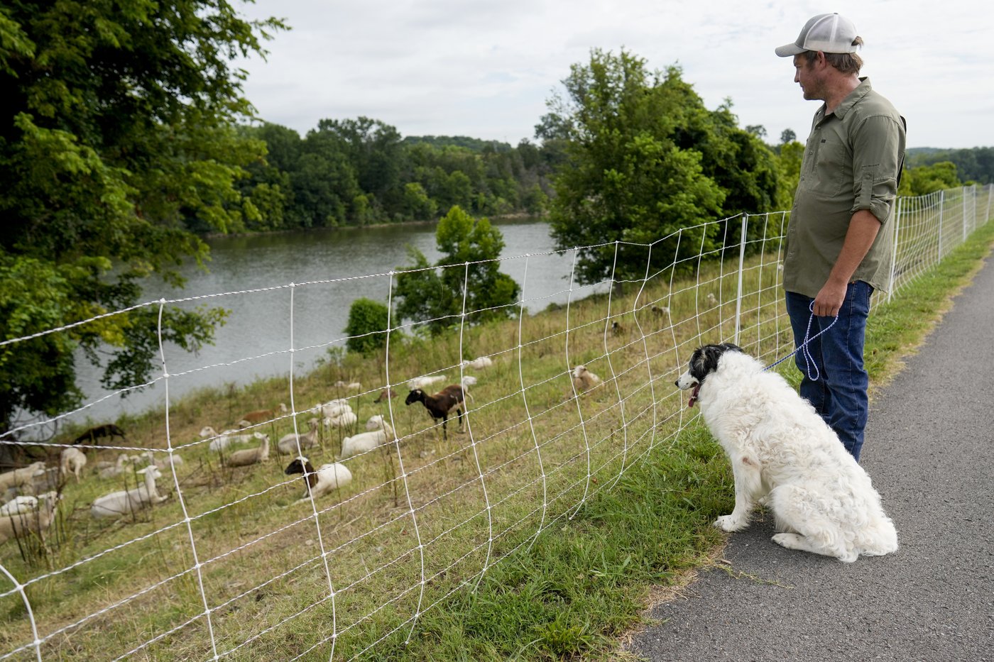 Cities are using sheep to graze in urban landscapes and people love it | iNFOnews.ca