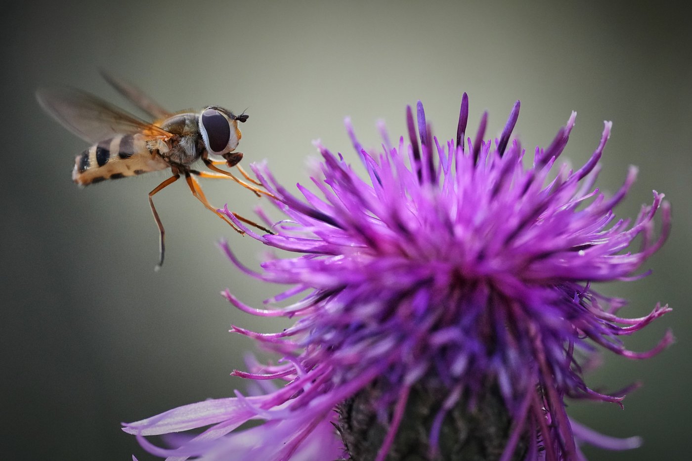 The top photos of the day by AP's photojournalists | iNFOnews.ca