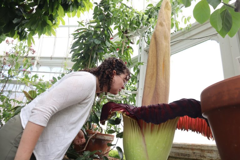 Mount Holyoke’s corpse flower blooms again, drawing crowds to its ‘rotting flesh’ stench | iNFOnews.ca