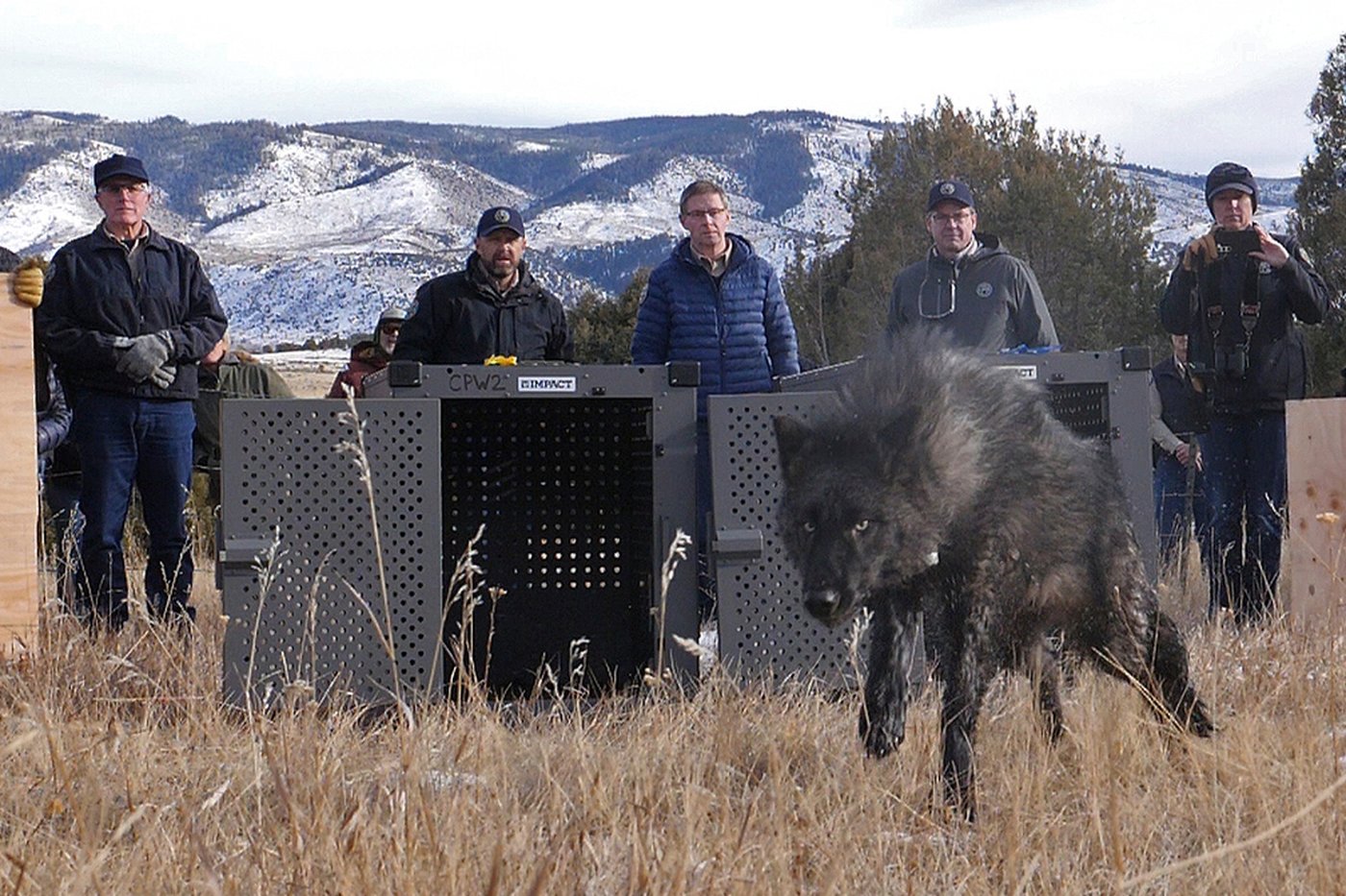 Trump administration tells Colorado wolves must come from U.S. Rockies states, not Canada | iNFOnews.ca