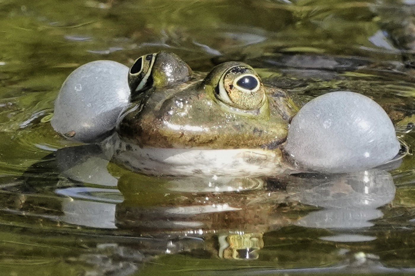 PHOTO COLLECTION: Animals Around the World | iNFOnews.ca PHOTO COLLECTION: Animals Around the World | iNFOnews.ca
