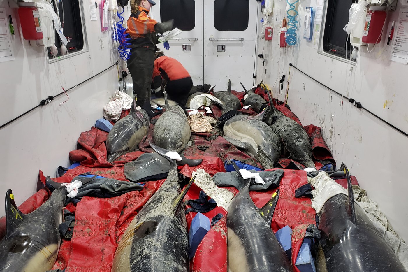 Historically bad year for dolphin strandings on Cape Cod has scientists looking for answers | iNFOnews.ca