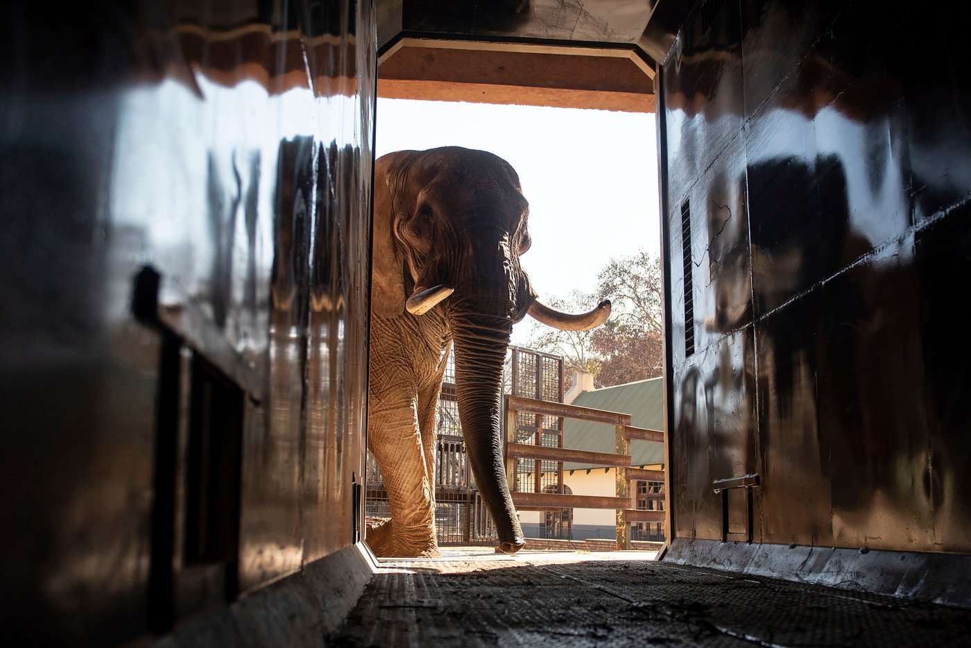 Animal welfare groups say 3 South African zoo elephants are depressed and sue to move them | iNFOnews.ca Animal welfare groups say 3 South African zoo elephants are depressed and sue to move them | iNFOnews.ca