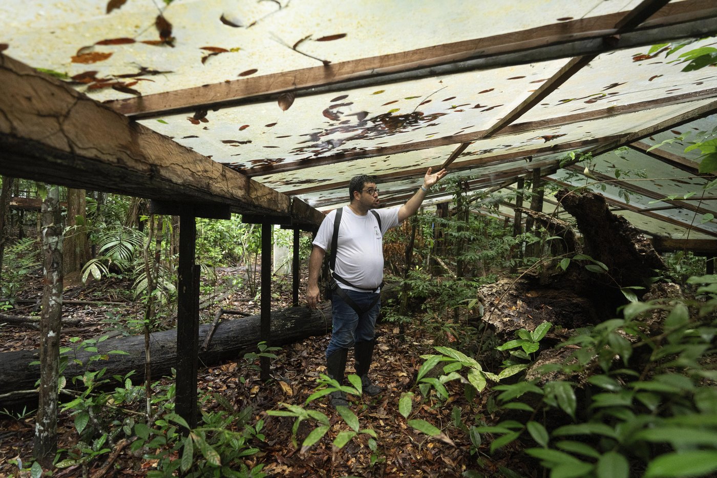 What would happen if the Amazon rainforest dried out? This decades-long experiment has some answers | iNFOnews.ca