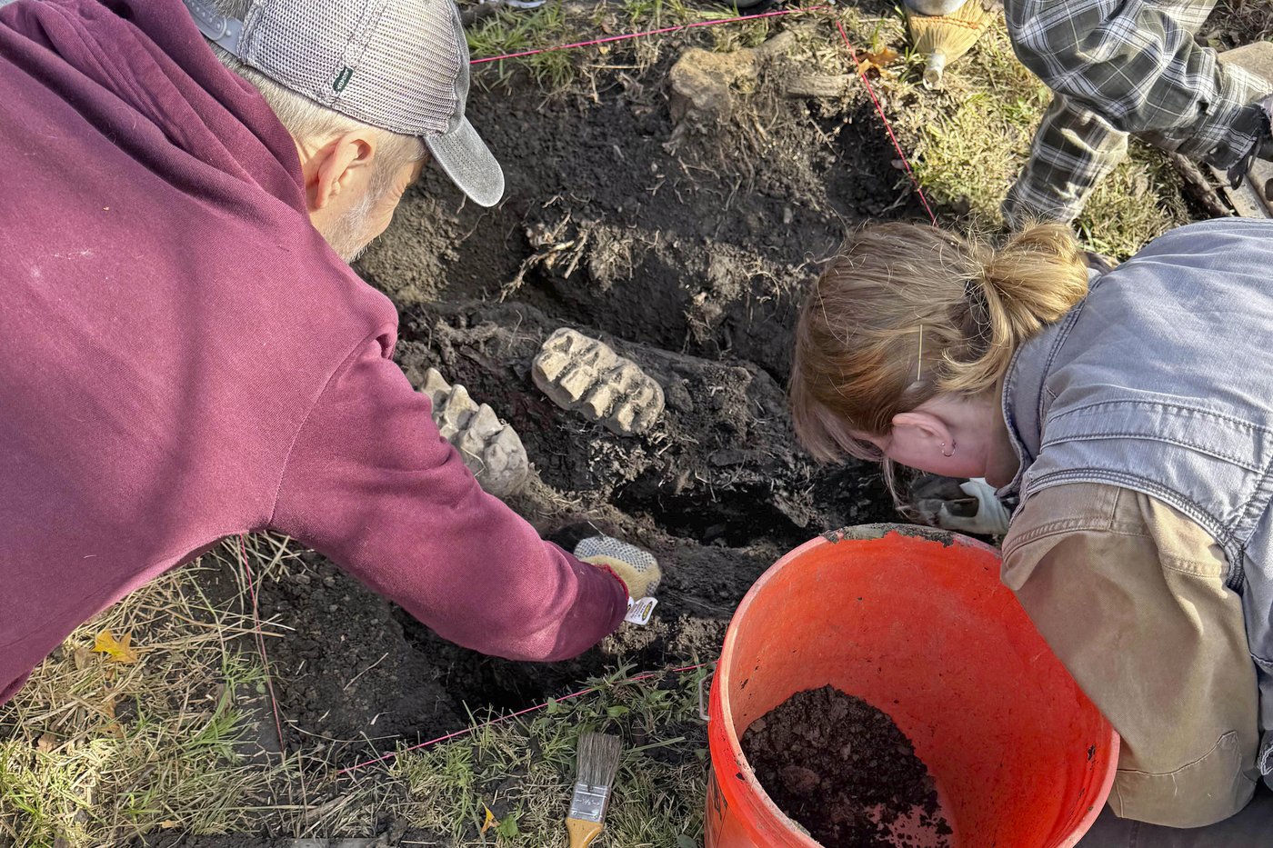New York man finds mastodon jaw while gardening in his backyard | iNFOnews.ca
