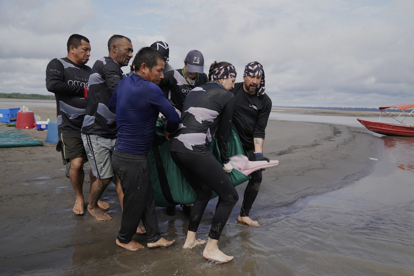 Endangered pink river dolphins face a rising mercury threat in the Amazon | iNFOnews.ca Endangered pink river dolphins face a rising mercury threat in the Amazon | iNFOnews.ca