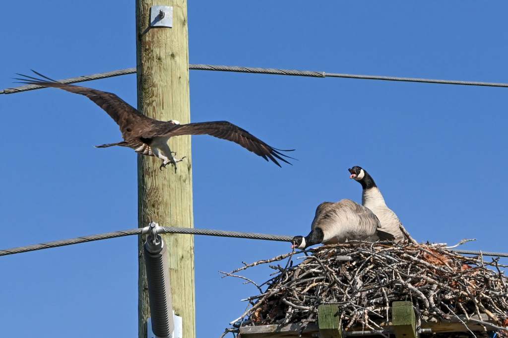 Canada geese fight with osprey over South Okanagan nest | iNFOnews.ca