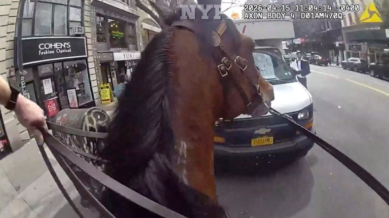 Mounted New York police officer and his horse corner suspected purse snatcher in Manhattan | iNFOnews.ca