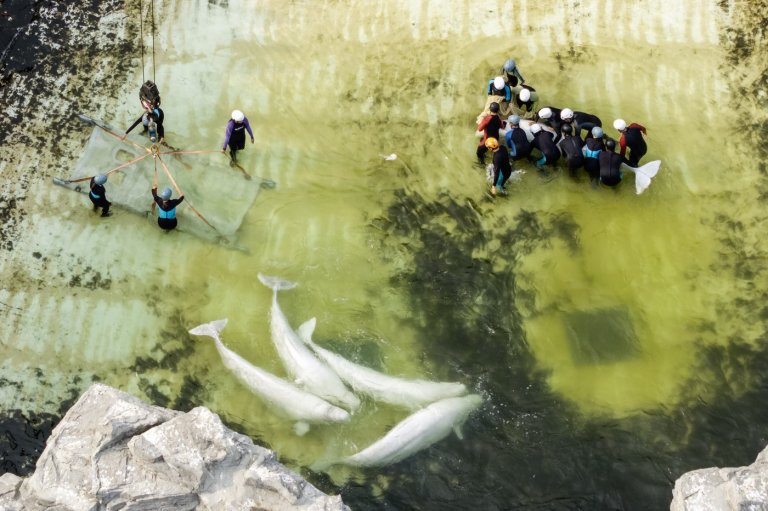 Fourth group of Marineland whales leaving shuttered Ontario park | iNFOnews.ca