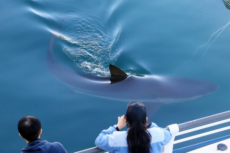 A city in South Korea seeks new ways to free a huge gray shark after it slips back into canal | iNFOnews.ca