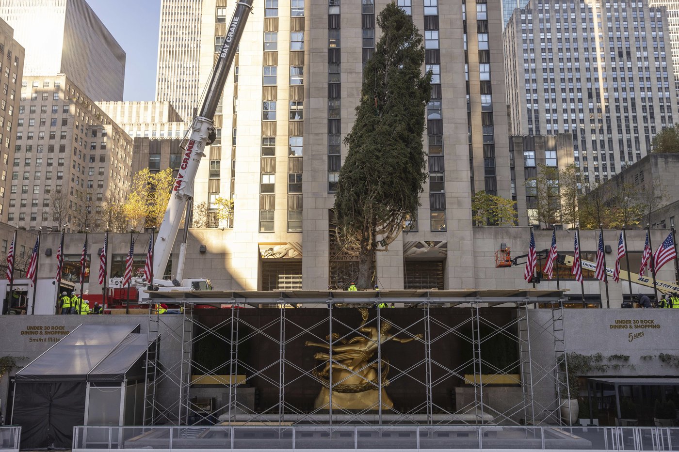 Haul out the holly! Rockefeller Center Christmas Tree arrives in New York City | iNFOnews.ca