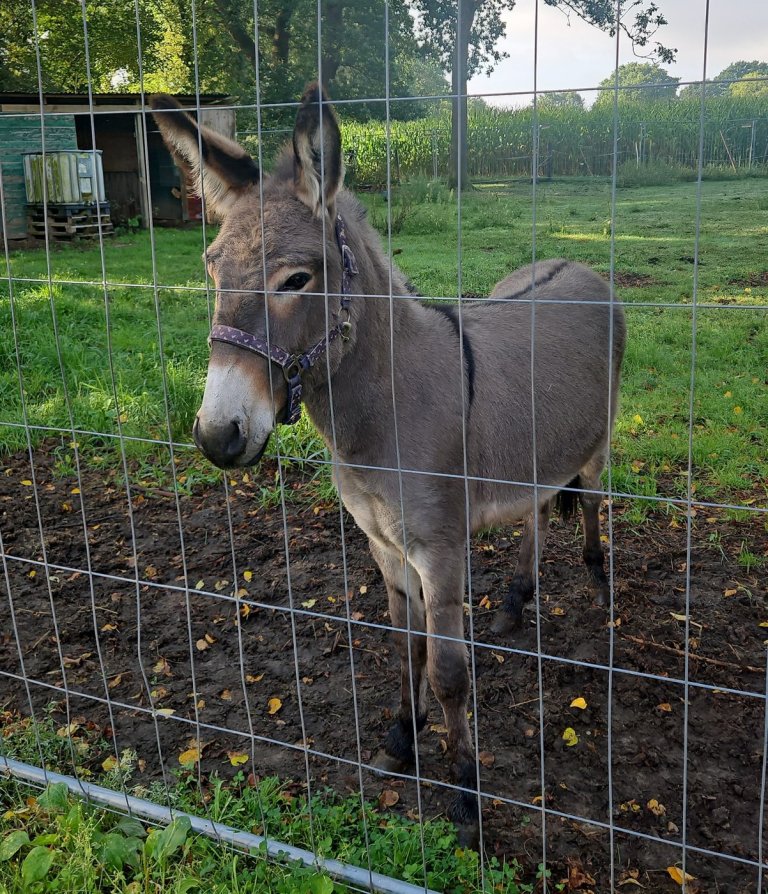 3 injured after donkey jumps into a van, kicking and biting, in northern Germany | iNFOnews.ca
