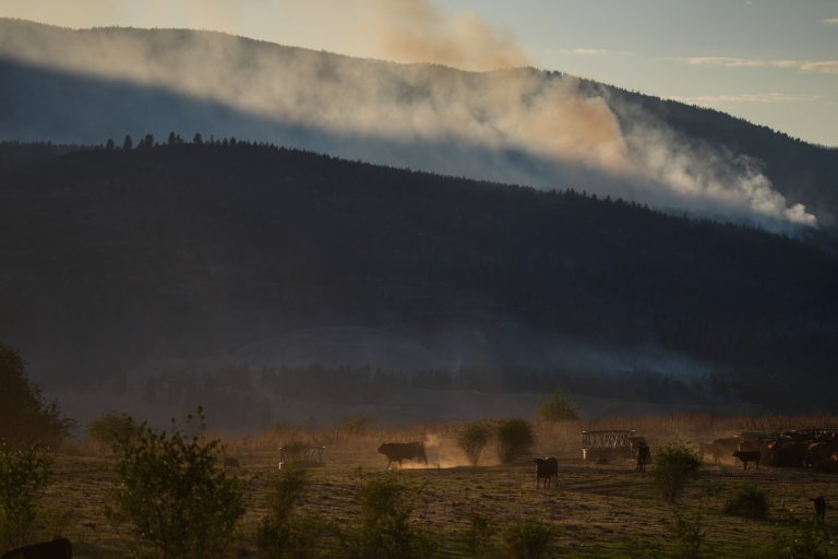 Why some B.C. farmers stay to fight, despite wildfire evacuation orders | iNFOnews.ca