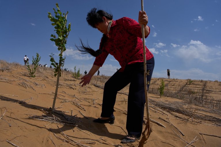 China’s 'Green Great Wall' tames desert growth, but scientists warn the fight is not over | iNFOnews.ca