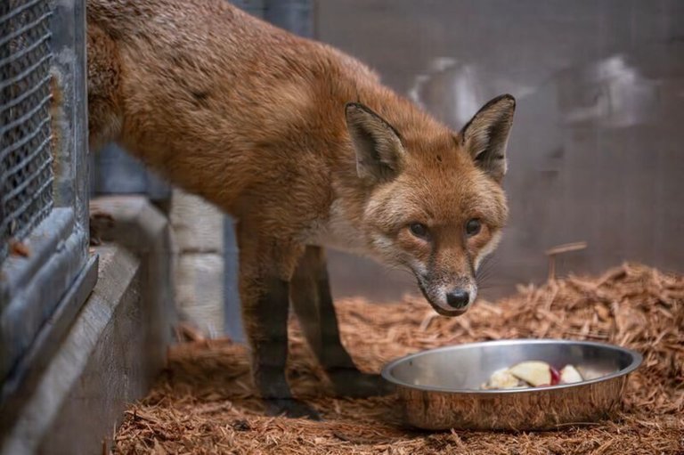 A red fox stows away on cargo ship, traveling from England to US | iNFOnews.ca