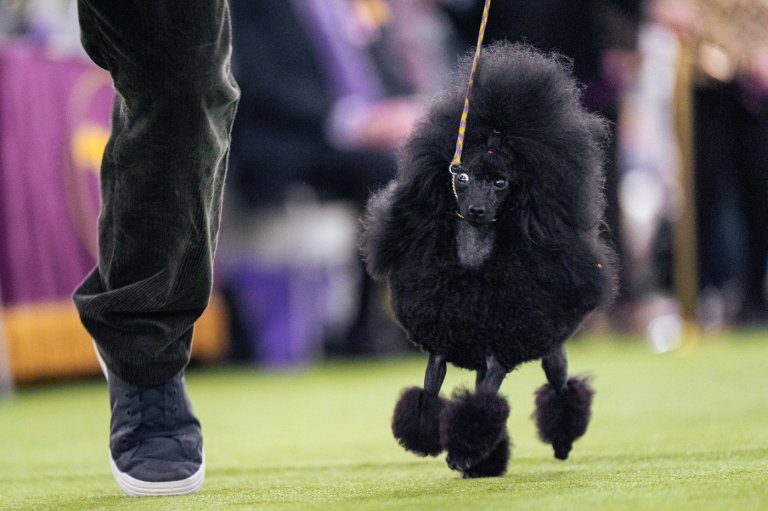Couples at the Westminster show bond over dogs, and each other | iNFOnews.ca