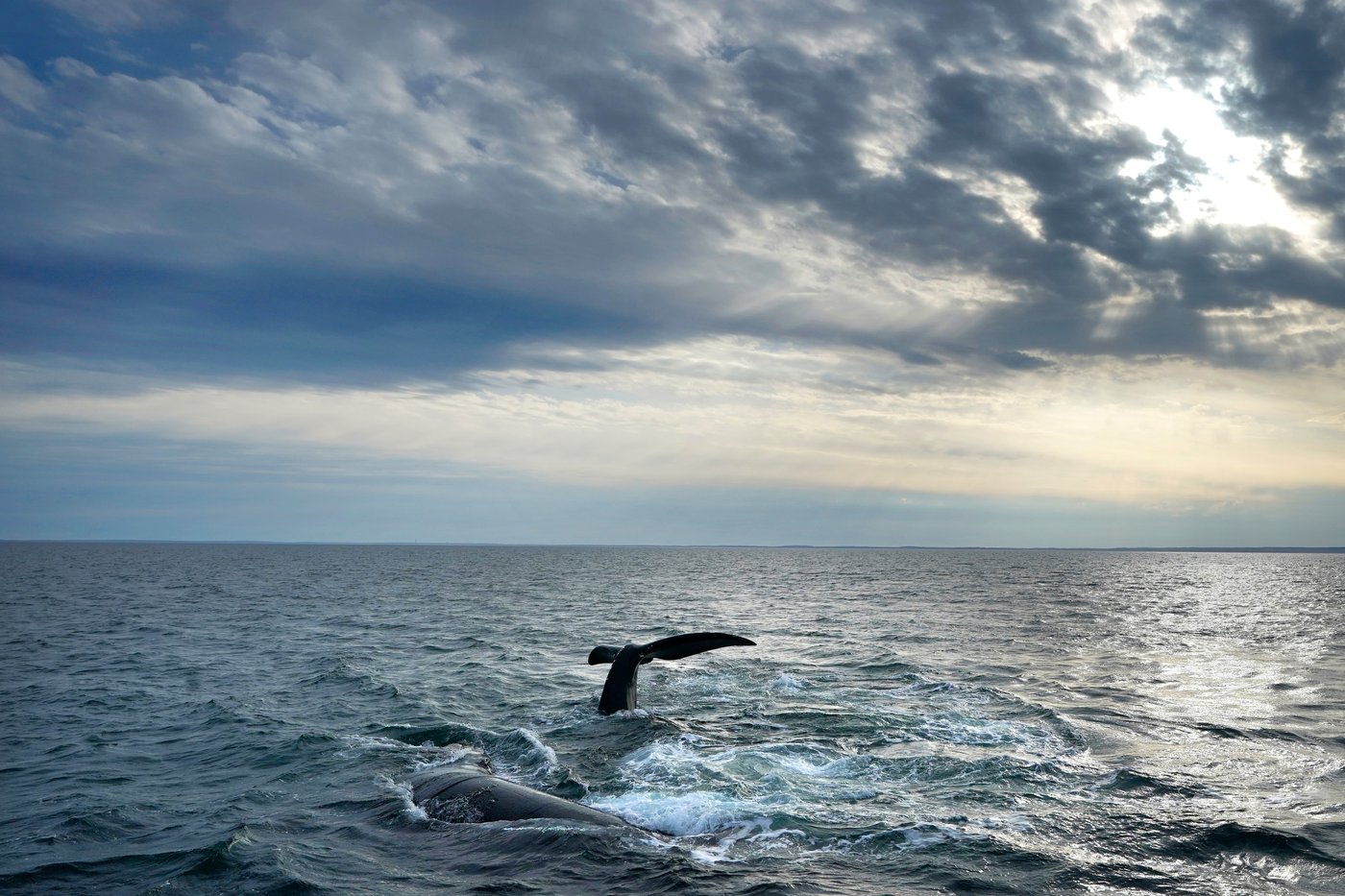 US ocean regulator faces criticism over changes to right whale protection rule | iNFOnews.ca US ocean regulator faces criticism over changes to right whale protection rule | iNFOnews.ca