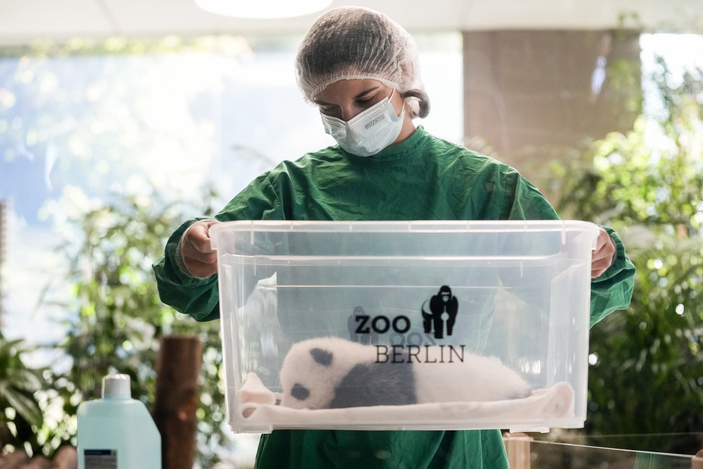 PHOTO COLLECTION: Germany Giant Pandas | iNFOnews.ca PHOTO COLLECTION: Germany Giant Pandas | iNFOnews.ca