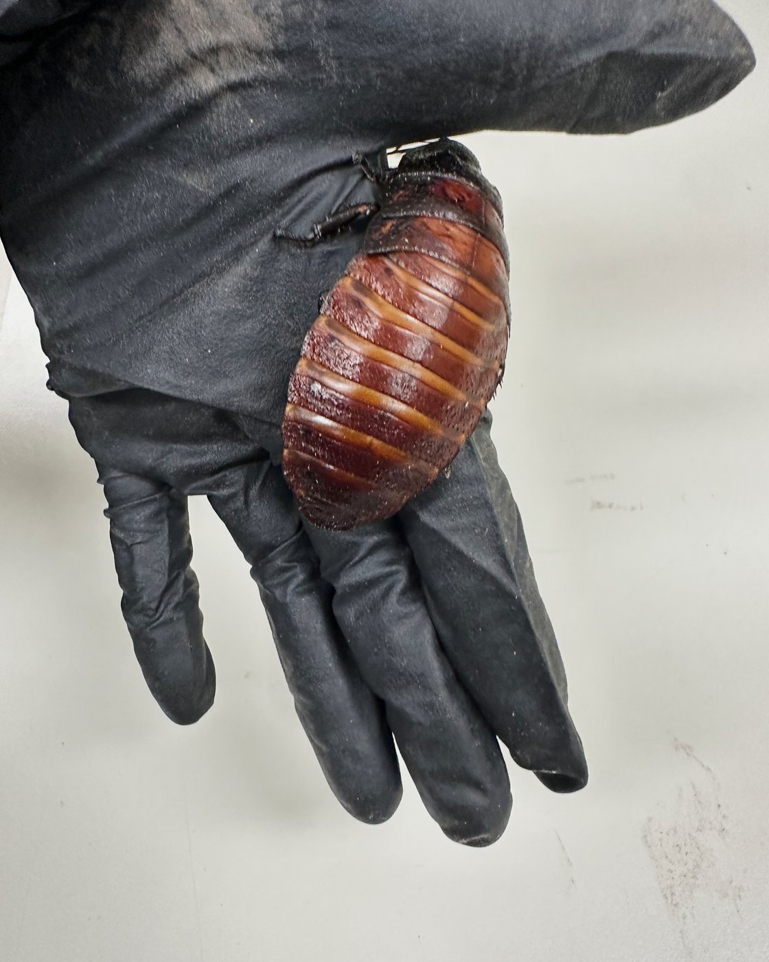 Australian cockroach kingpin caught with 100,000 illegal insects in record bug bust | iNFOnews.ca Australian cockroach kingpin caught with 100,000 illegal insects in record bug bust | iNFOnews.ca