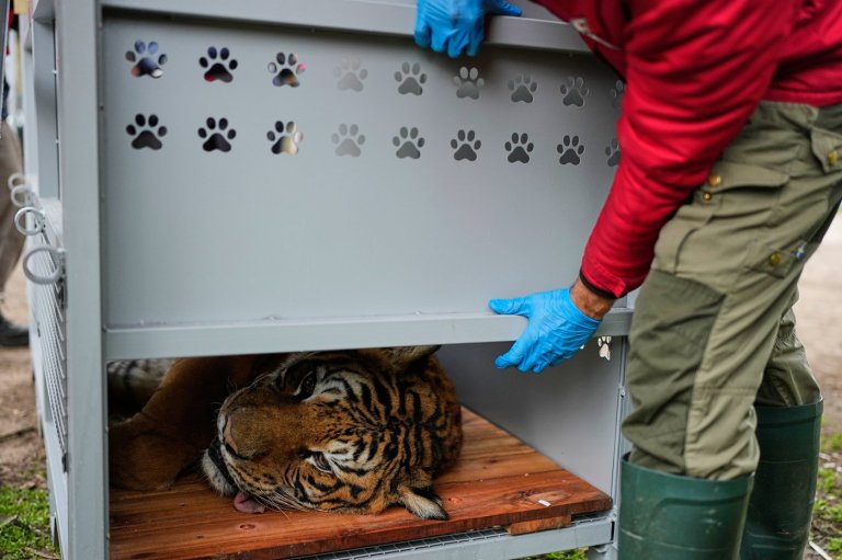 Lions and tigers begin a long-awaited rescue from a notorious Argentine zoo | iNFOnews.ca