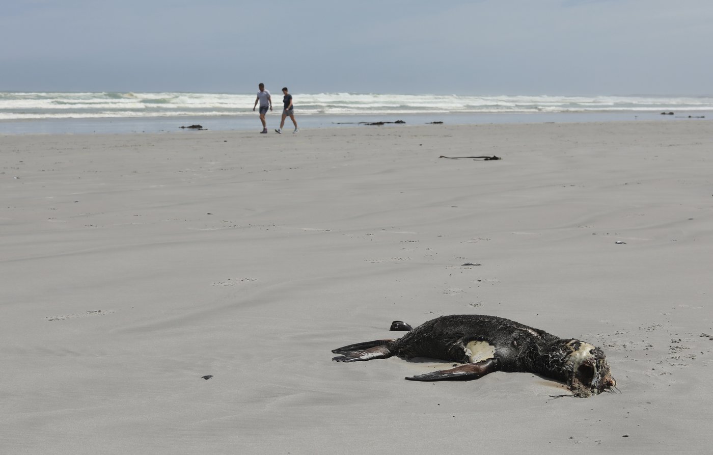 Scientists in South Africa say they have identified the first known outbreak of rabies in seals | iNFOnews.ca Scientists in South Africa say they have identified the first known outbreak of rabies in seals | iNFOnews.ca