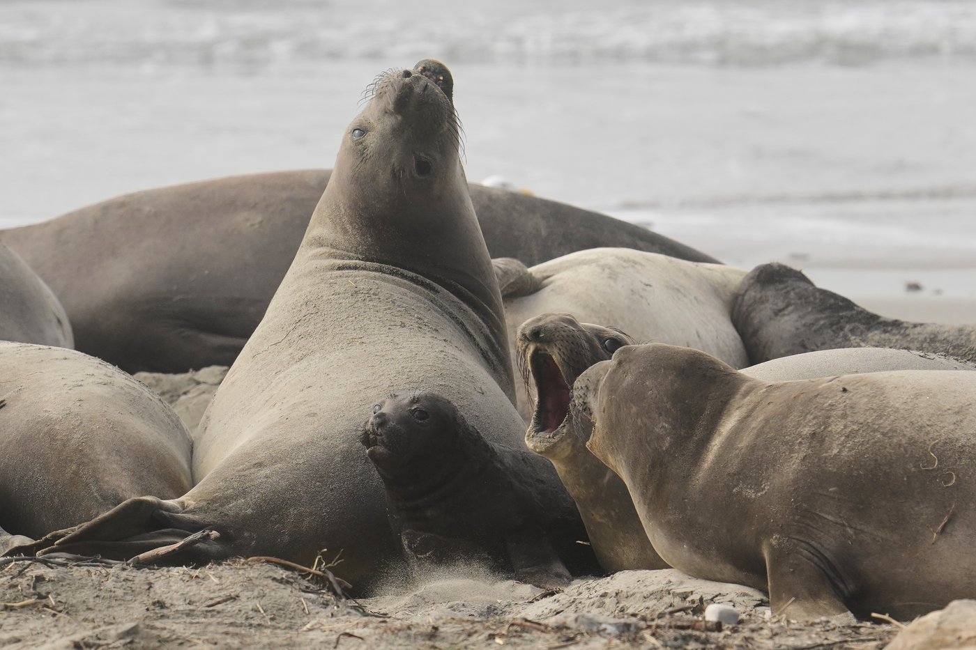 Elephant seals return to Año Nuevo State Park. Visitors watch battling bulls and 75-pound pups | iNFOnews.ca Elephant seals return to Año Nuevo State Park. Visitors watch battling bulls and 75-pound pups | iNFOnews.ca