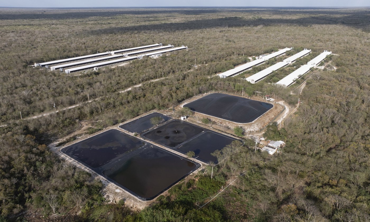 Indigenous Mayans want their sacred cenotes to have personhood status | iNFOnews.ca
